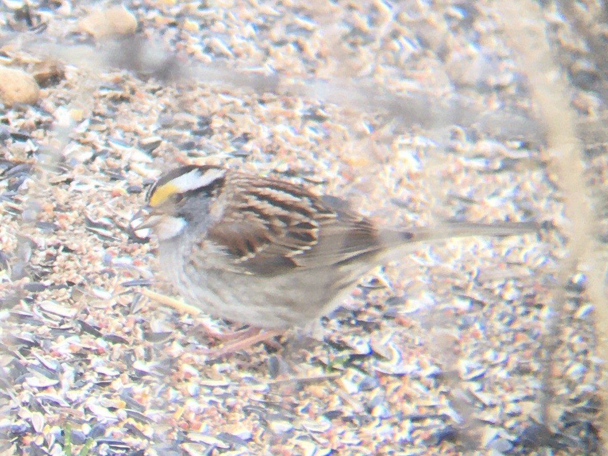 White-throated Sparrow - ML564249981