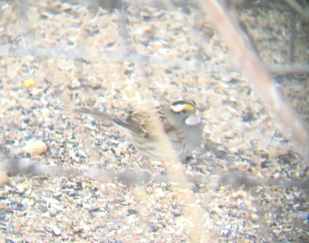 White-throated Sparrow - ML564249991