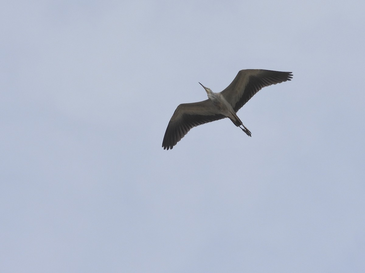 White-faced Heron - ML564251811