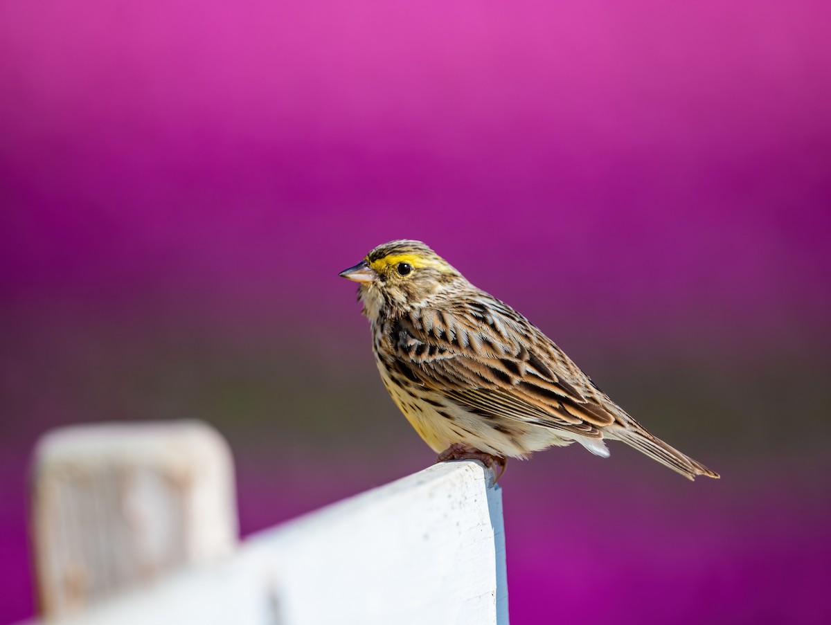 Savannah Sparrow - Leah Turner