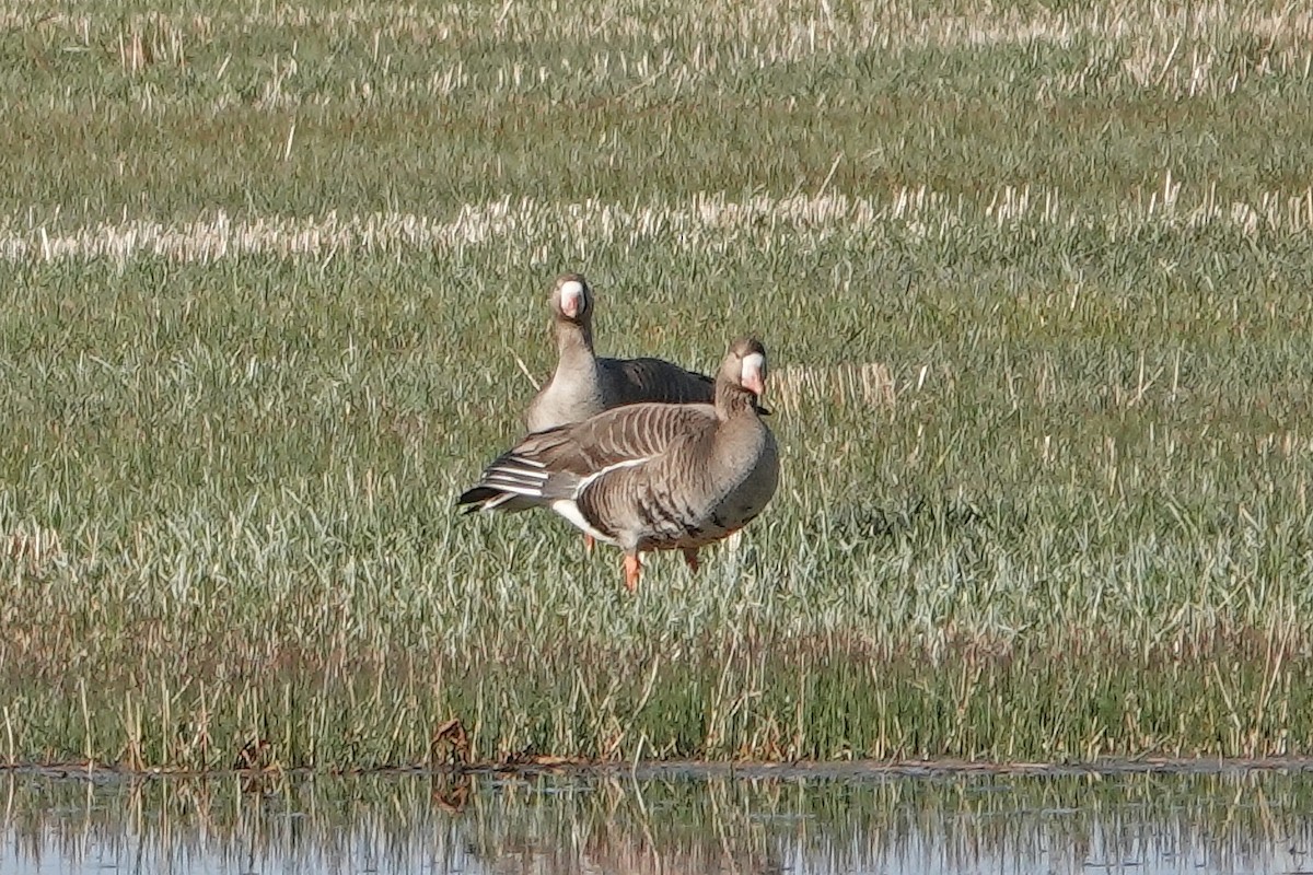 Greater White-fronted Goose - ML564252101