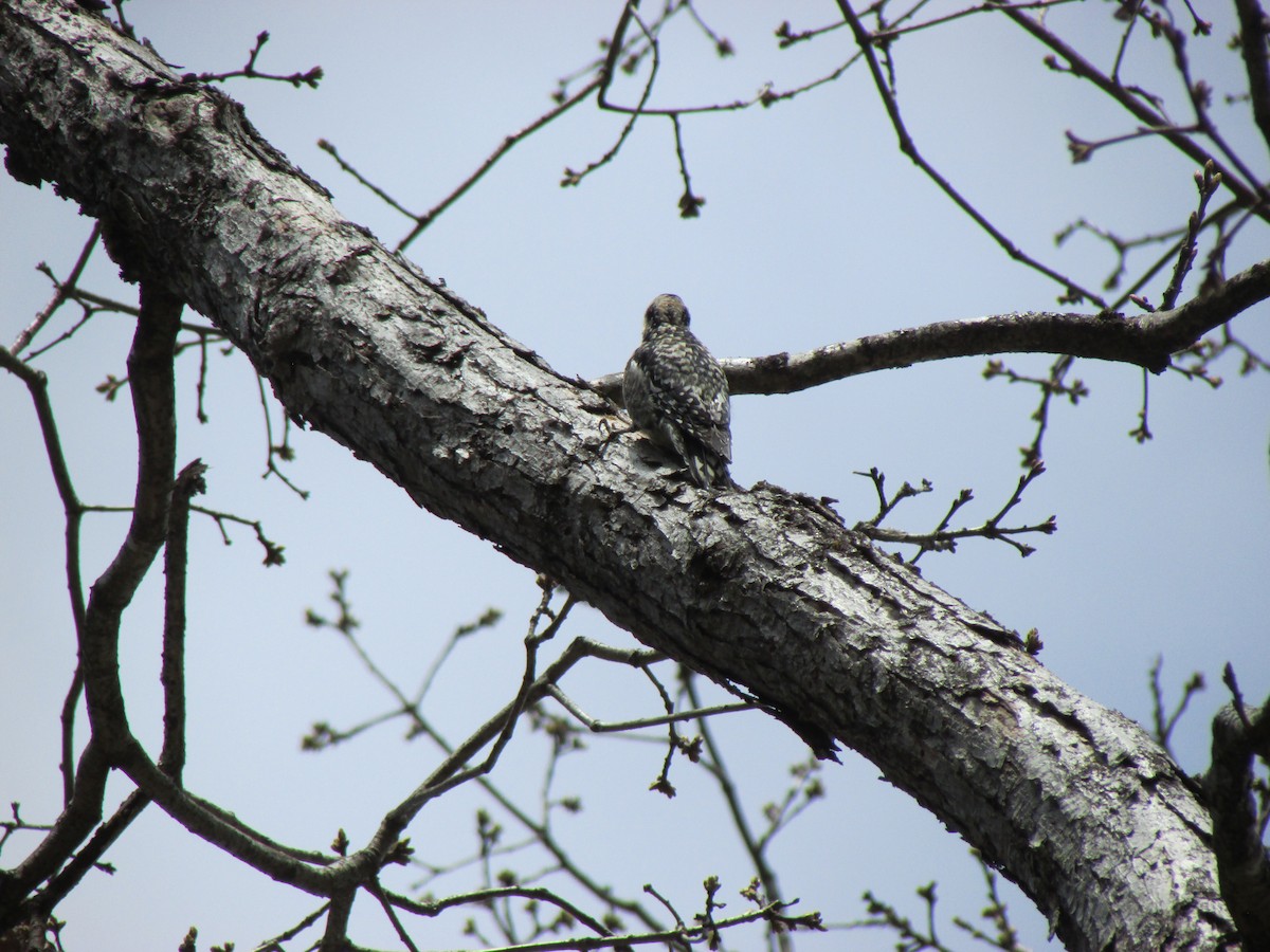 Yellow-bellied Sapsucker - ML564252171