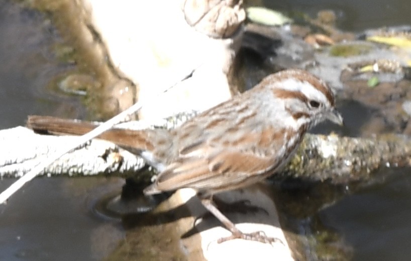 Song Sparrow - ML564252291