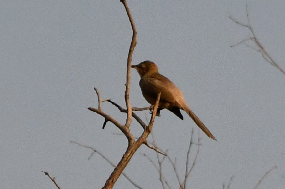 Large Gray Babbler - ML564252771