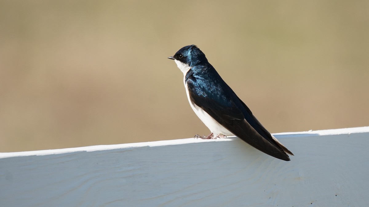 Tree Swallow - Andy Tiarks