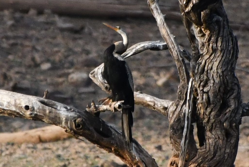 Oriental Darter - ML564253261