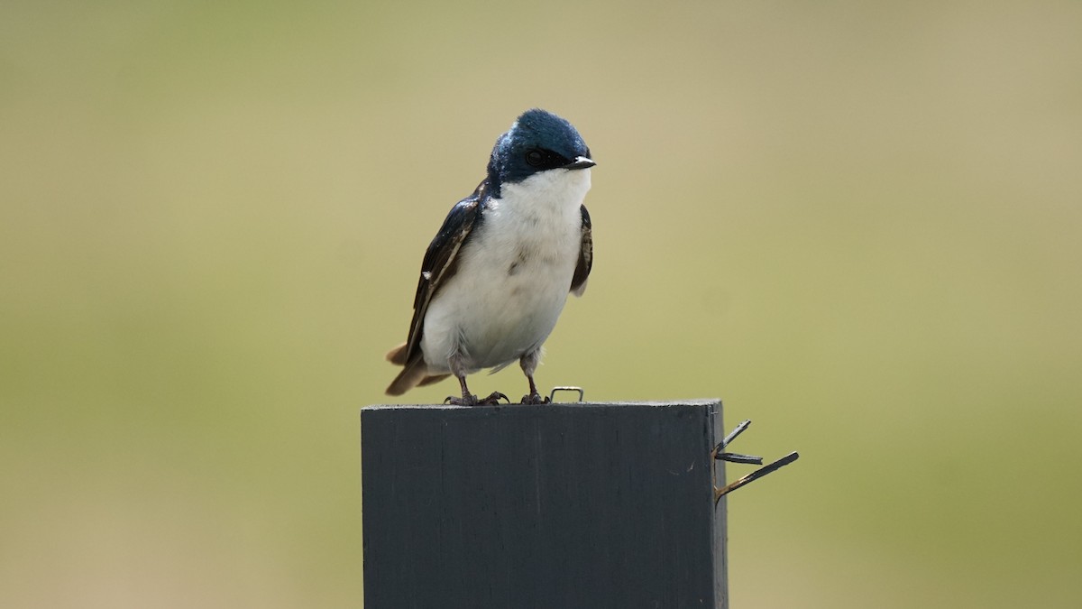 Tree Swallow - Andy Tiarks