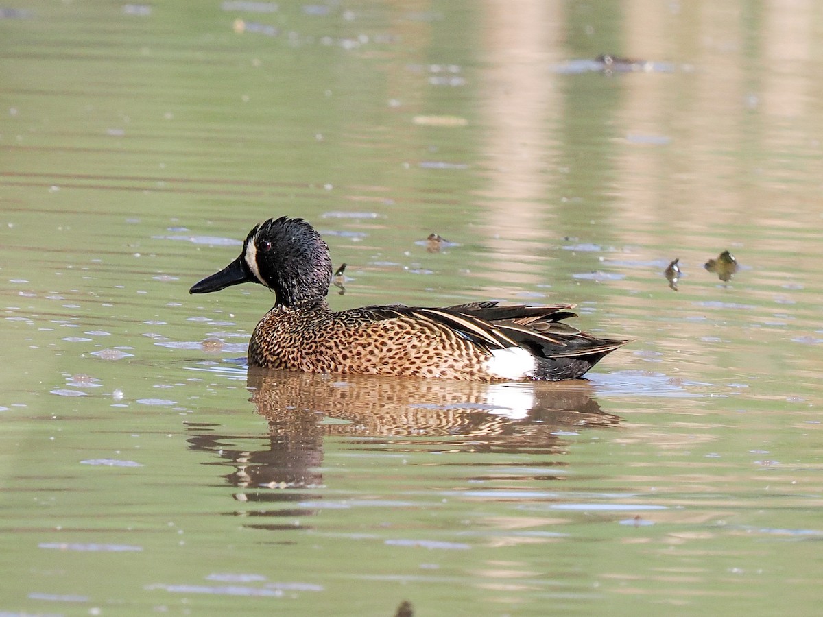 Blue-winged Teal - Scott Tuthill