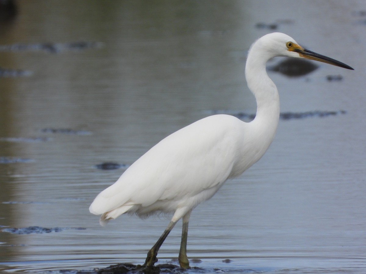 Little Egret - Cherri and Peter Gordon