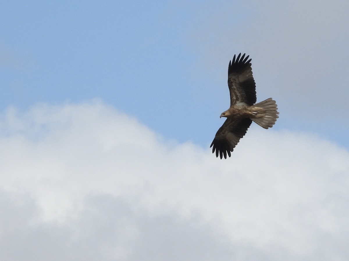 Whistling Kite - Cherri and Peter Gordon