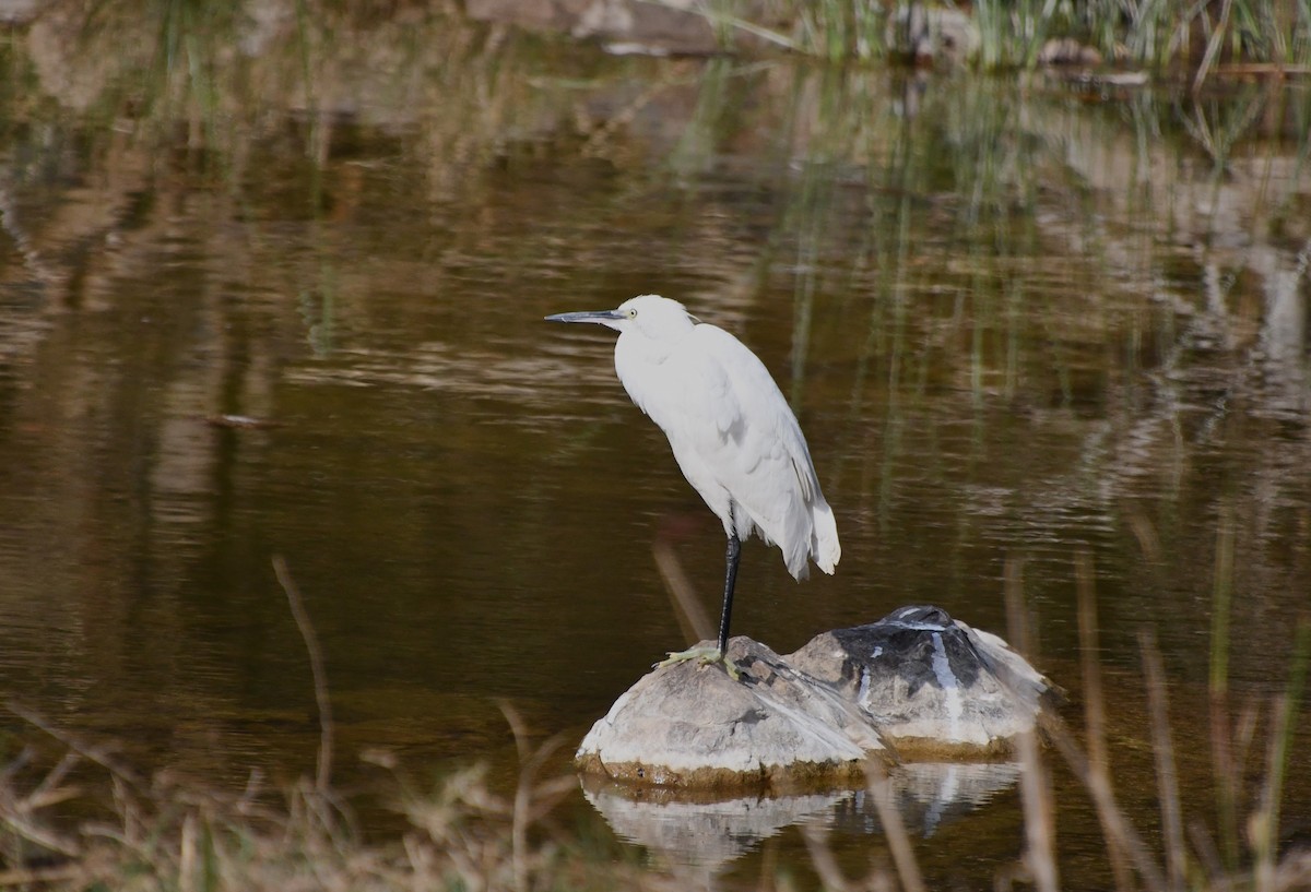 Little Egret - Margie Gomez