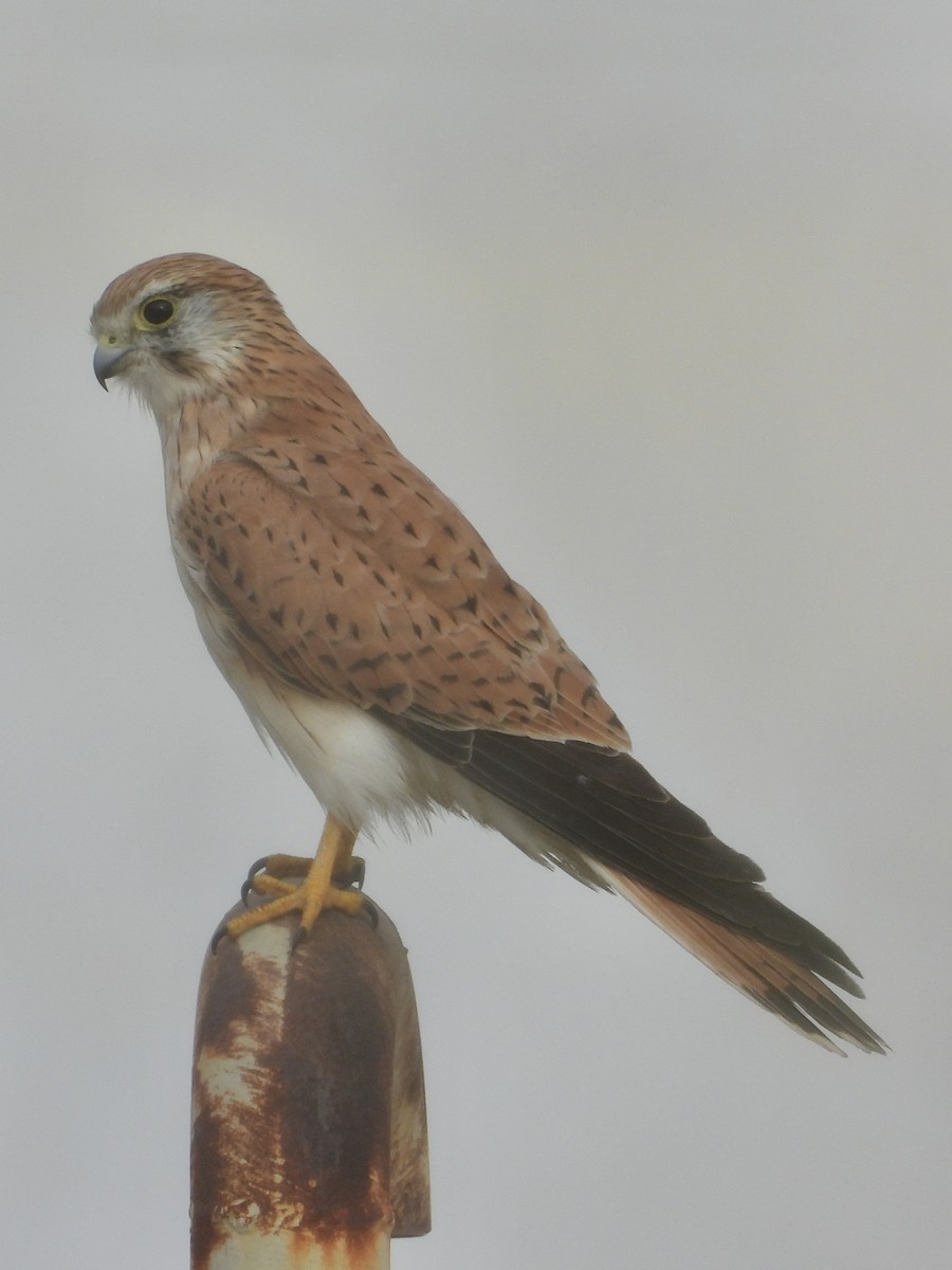 Nankeen Kestrel - Cherri and Peter Gordon