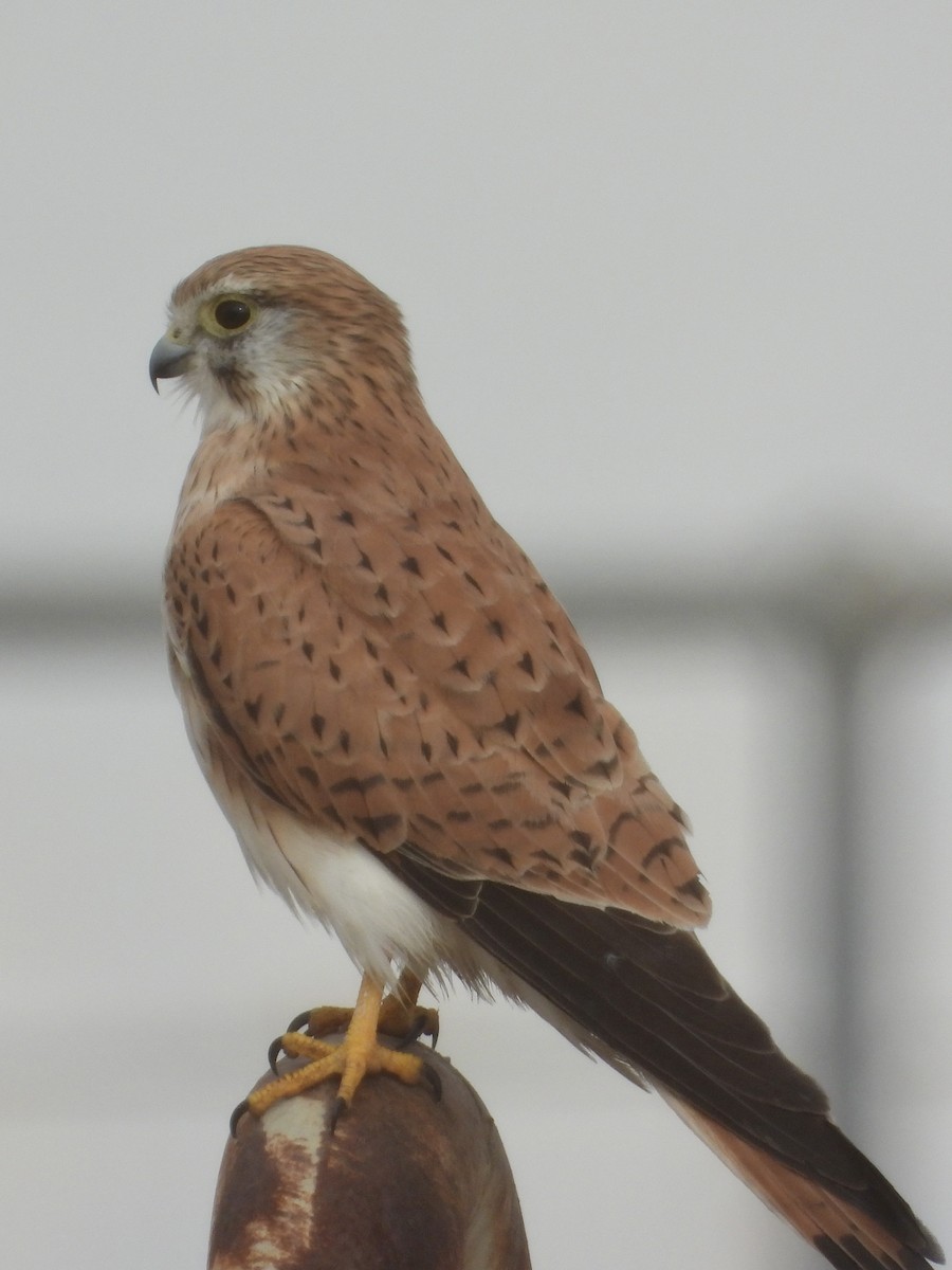 Nankeen Kestrel - Cherri and Peter Gordon