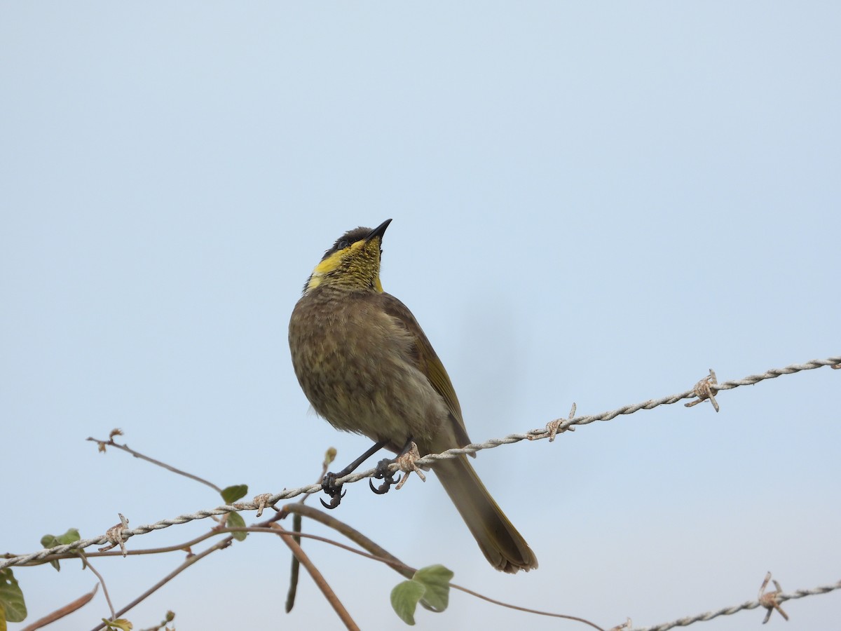 Mangrove Honeyeater - ML564254561