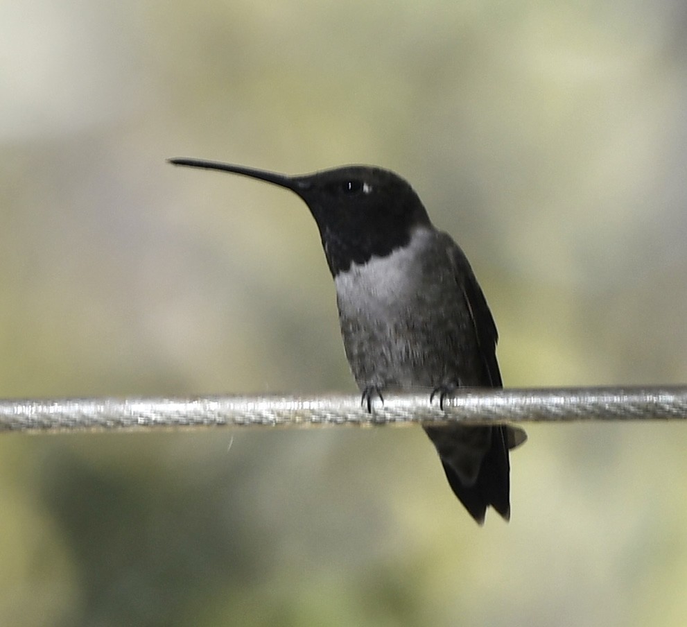 Colibri à gorge noire - ML564254611