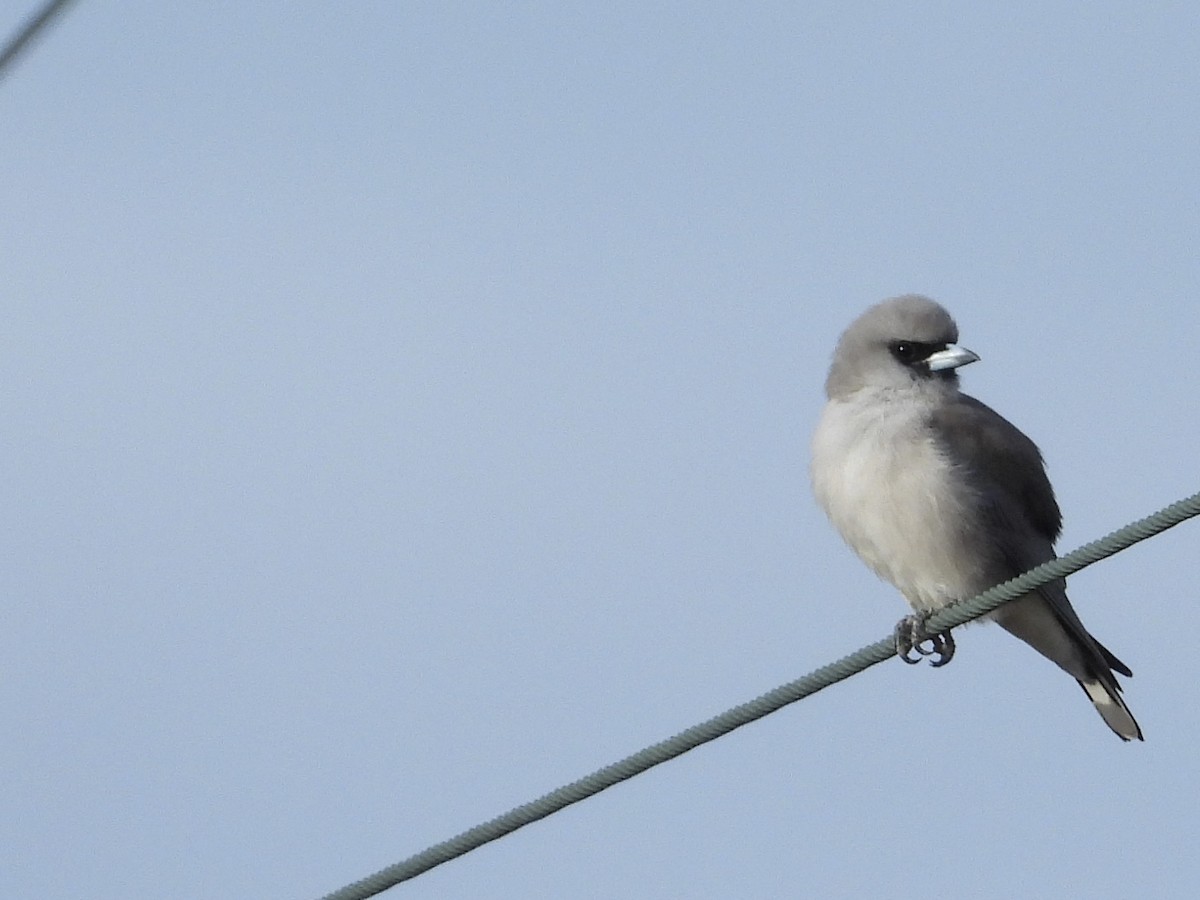 Black-faced Woodswallow - ML564254641