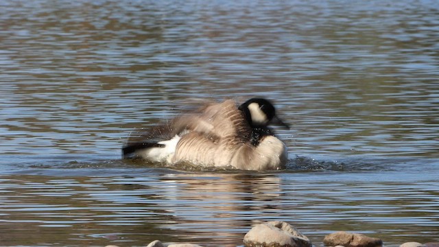 Canada Goose - ML564255421