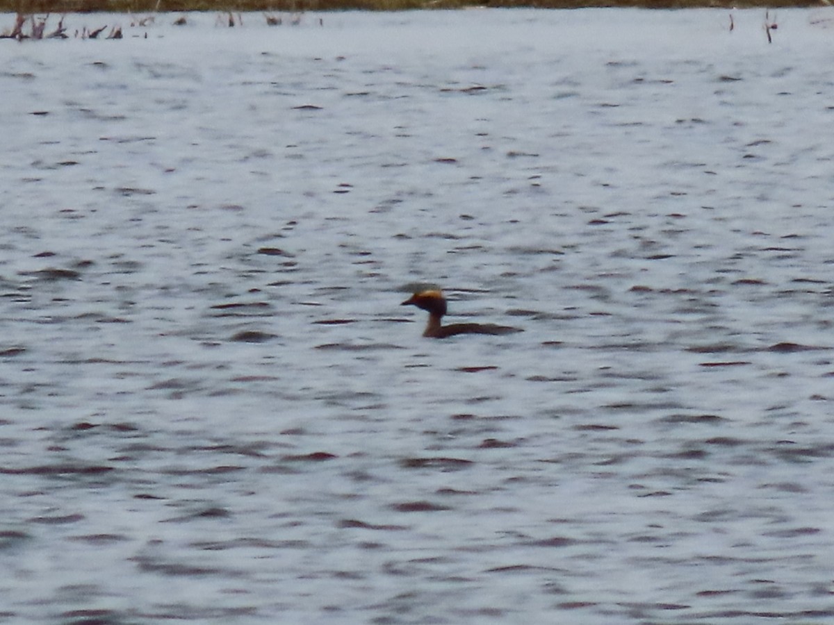 Horned Grebe - ML564255691