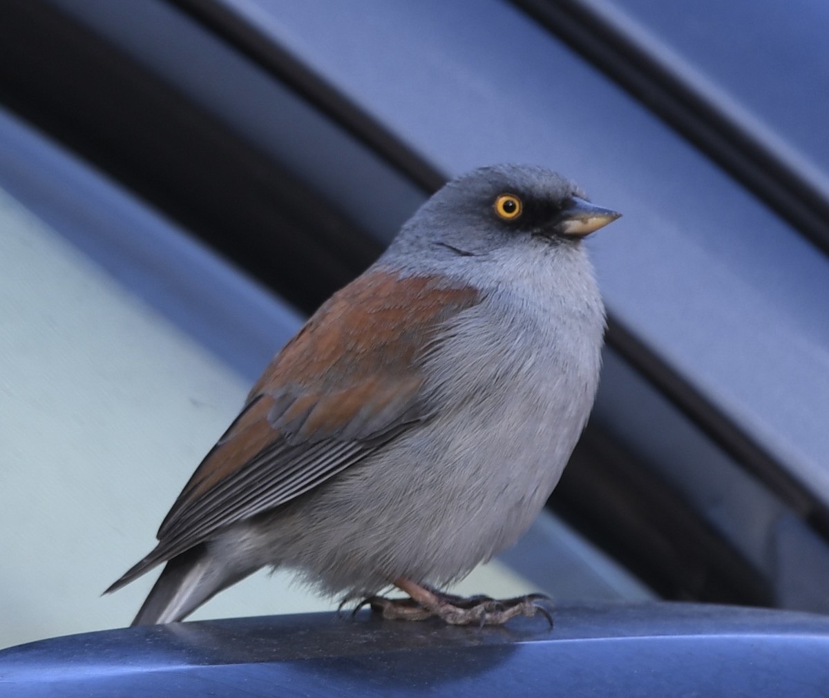 Yellow-eyed Junco - ML564256581