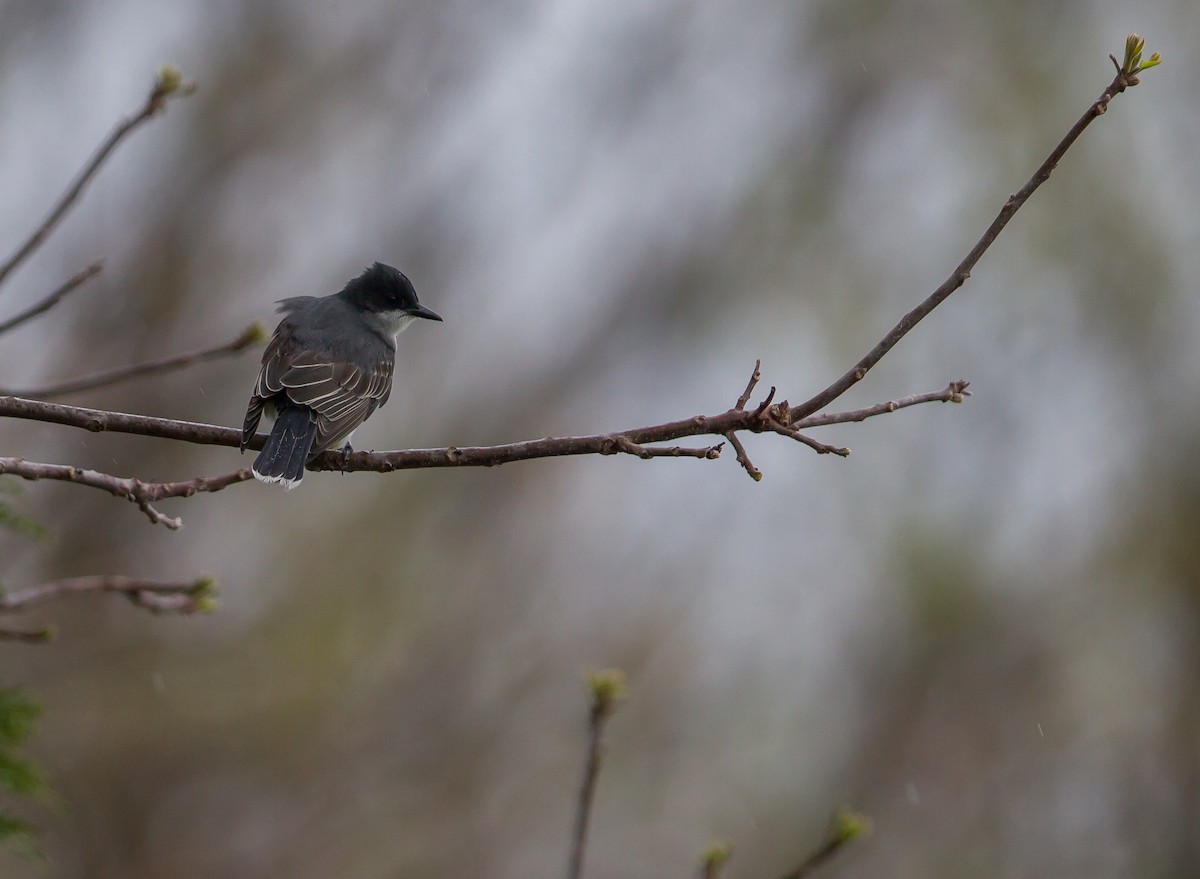 Eastern Kingbird - J B