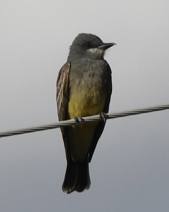 Cassin's Kingbird - ML564256831