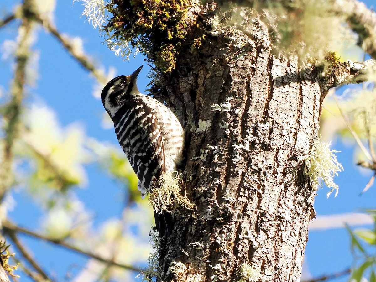 Nuttall's Woodpecker - ML564258011