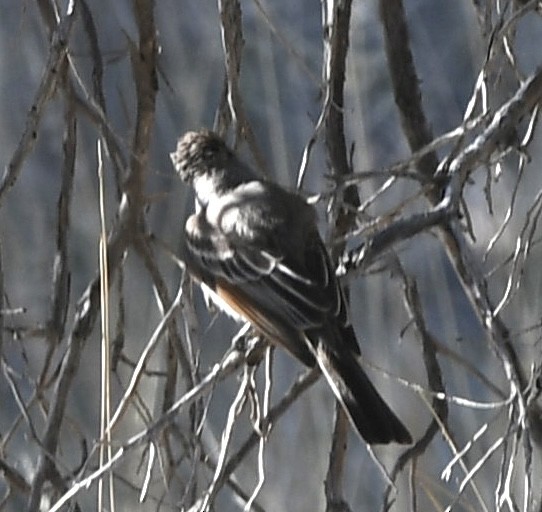 Ash-throated Flycatcher - ML564258561