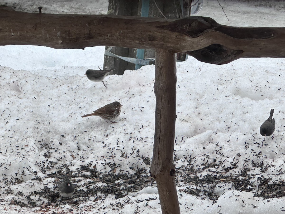 Fox Sparrow (Sooty) - ML564258591