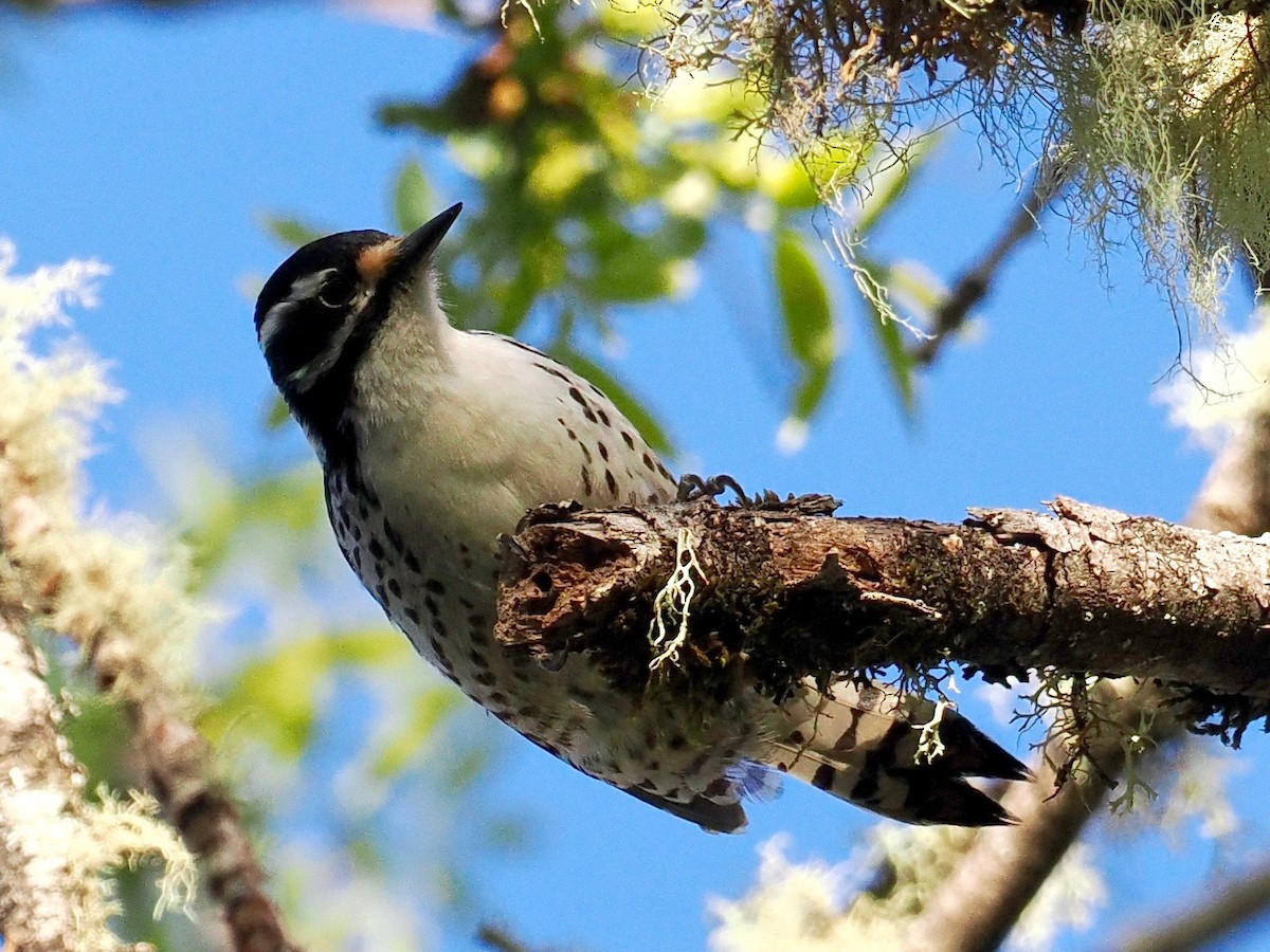 Nuttall's Woodpecker - ML564258771