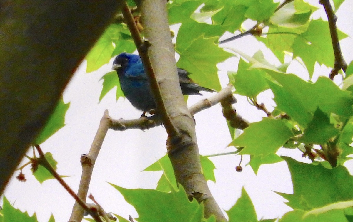 Indigo Bunting - ML56425881