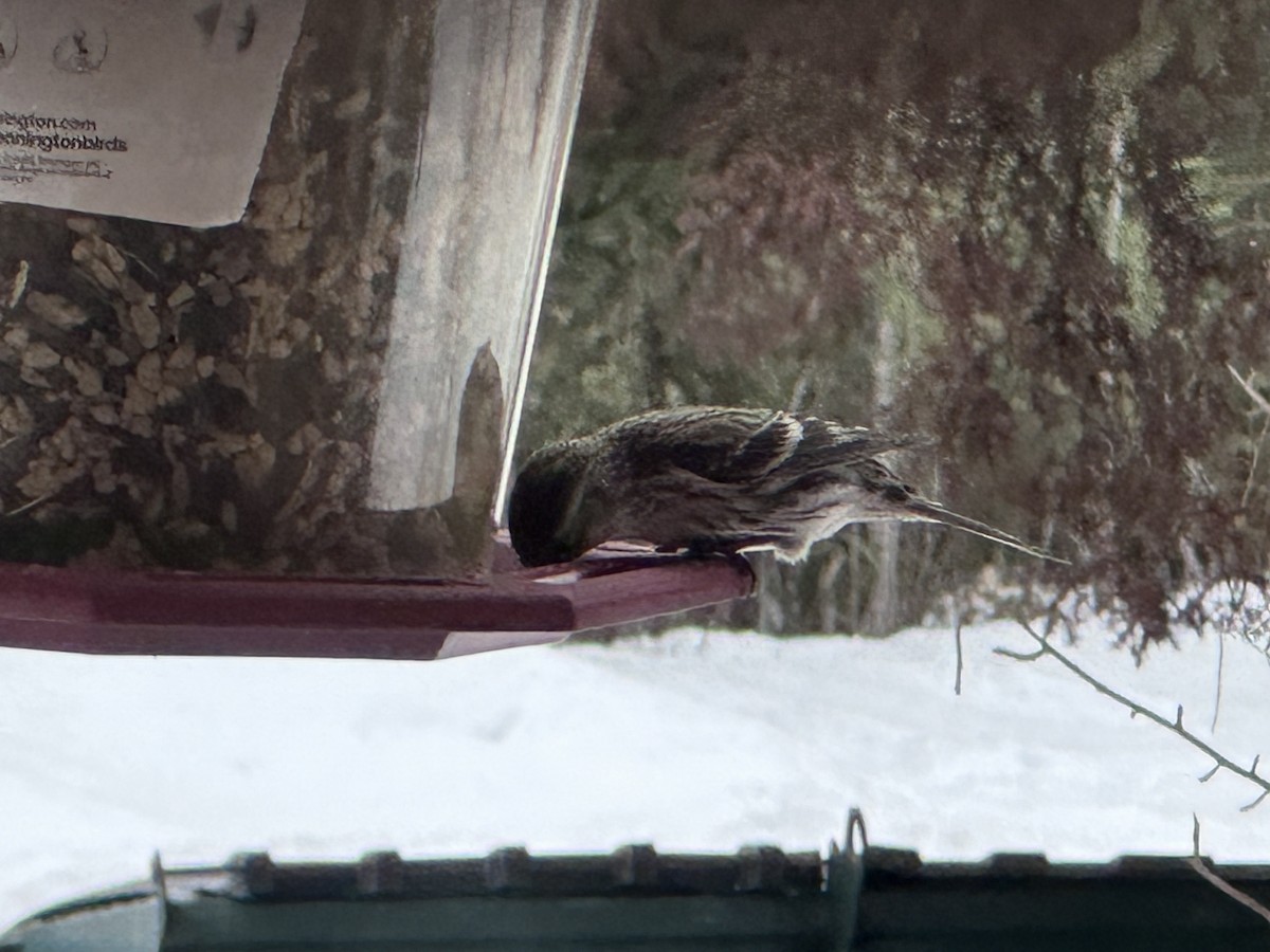 Common Redpoll - ML564259591