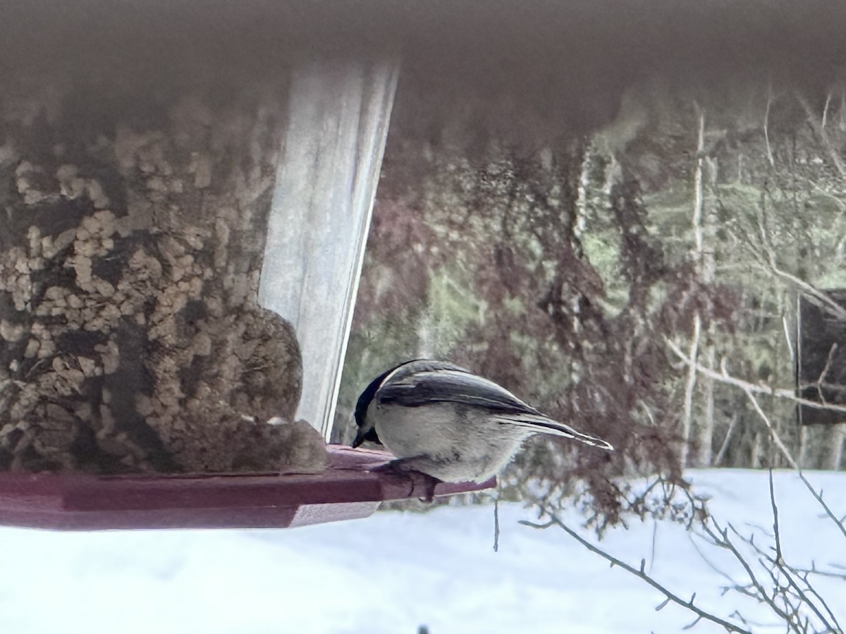 Black-capped Chickadee - ML564259821