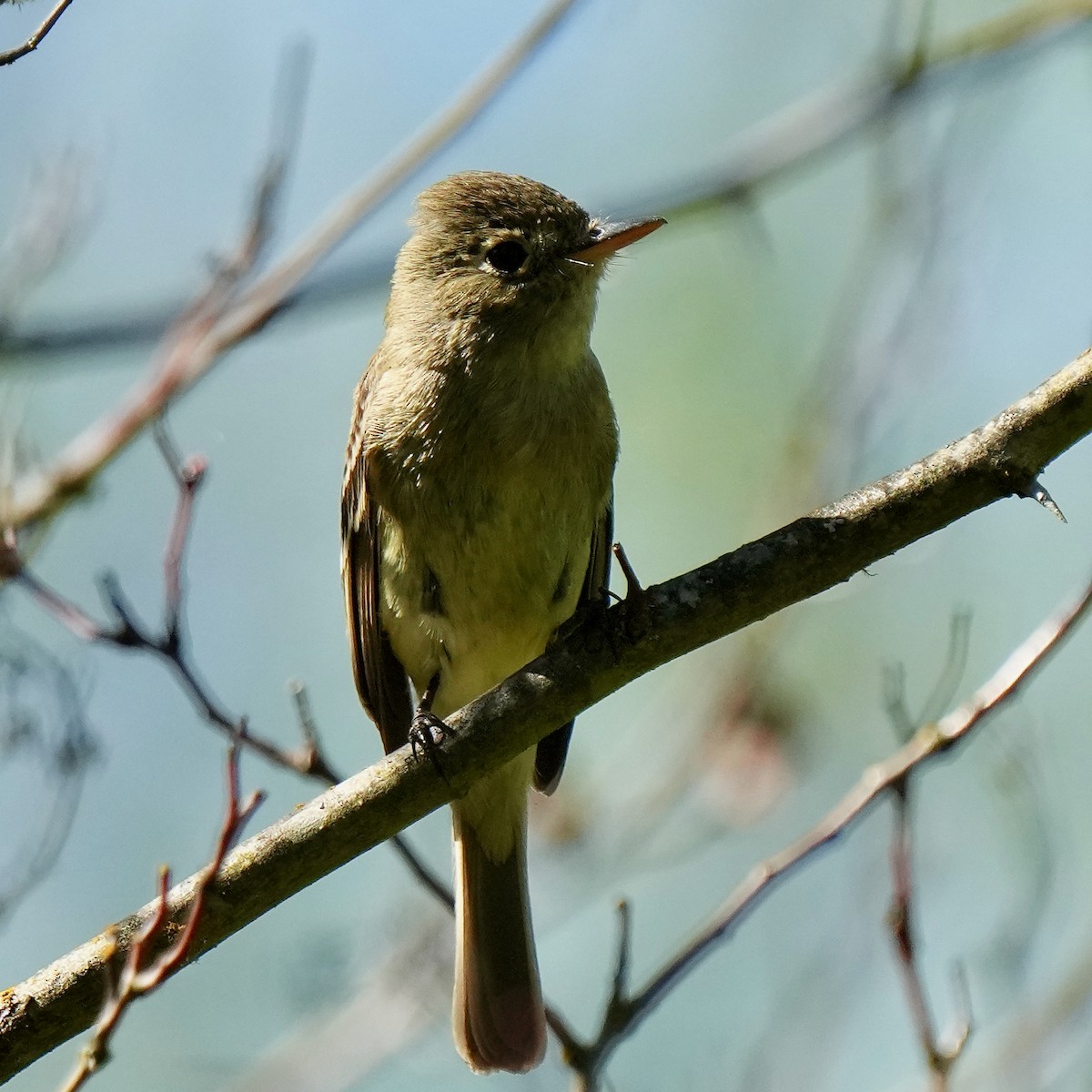 Western Flycatcher (Pacific-slope) - Marc Whitehead