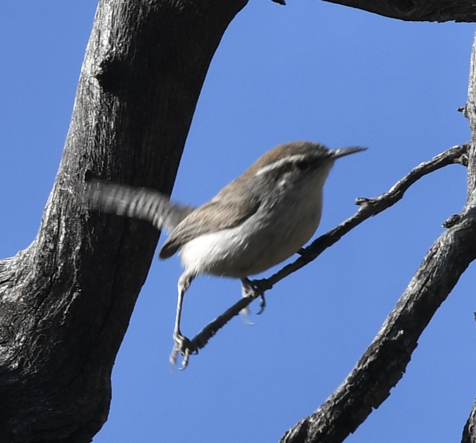 Bewick's Wren - ML564260181