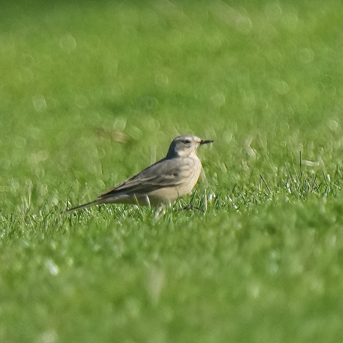 Pipit d'Amérique - ML564260471