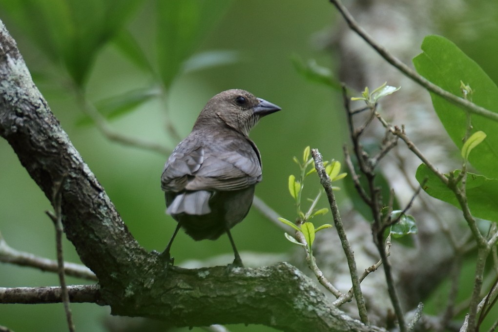 Brown-headed Cowbird - ML564261101