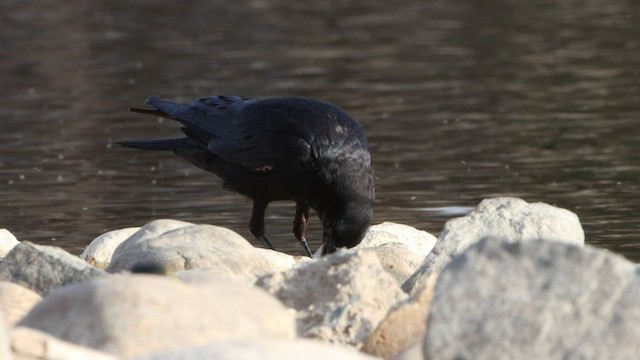 American Crow - ML564261281