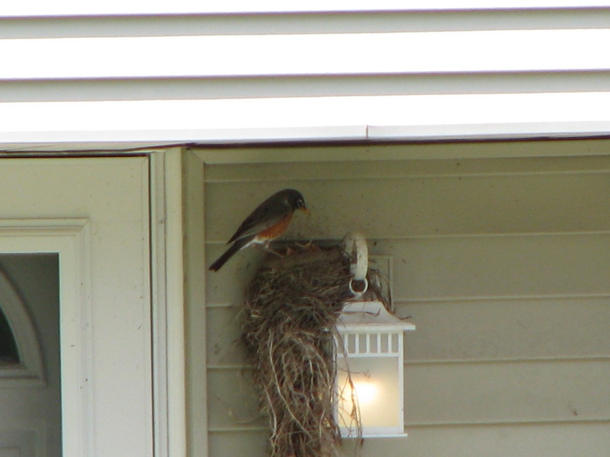 American Robin - David Garnier