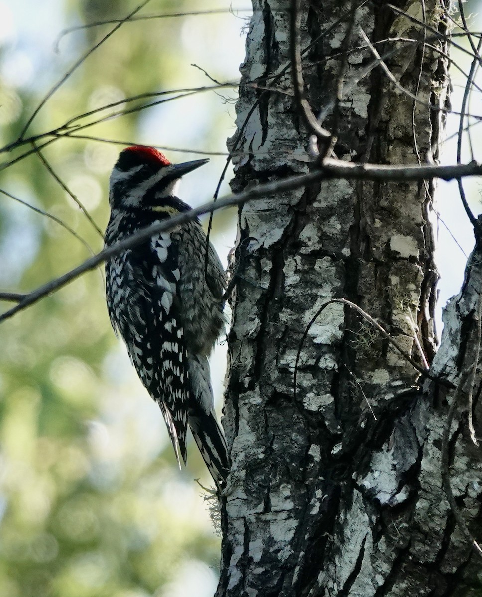 Yellow-bellied Sapsucker - ML564261951