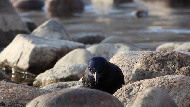 Common Grackle - ML564262541