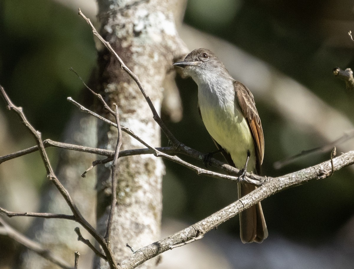 Stolid Flycatcher - Anne Heyerly