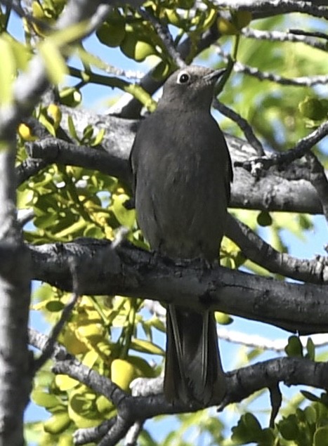 Townsend's Solitaire - ML564263861