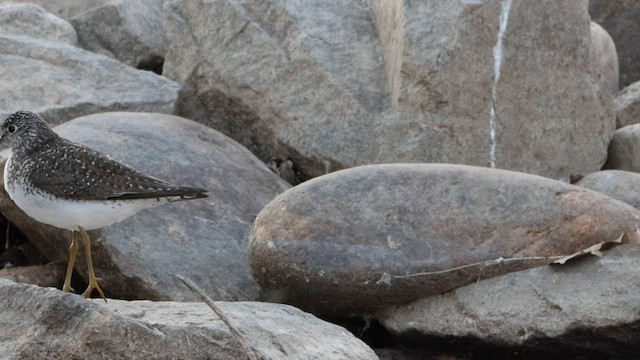 Solitary Sandpiper - ML564264501