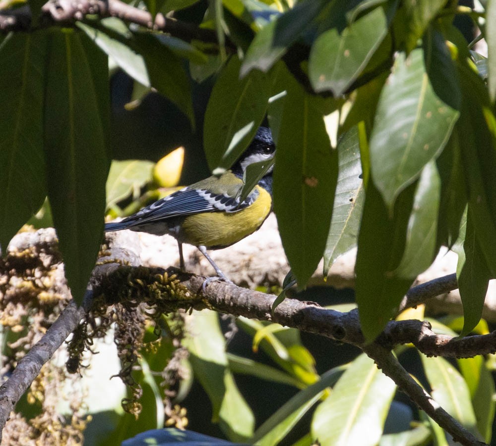 Green-backed Tit - ML564264951