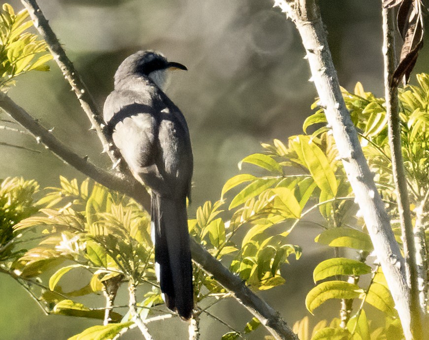mangrovegjøk - ML564265131
