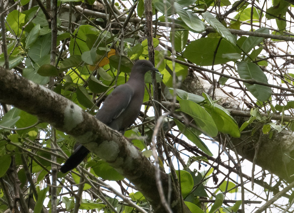Plain Pigeon - ML564265181