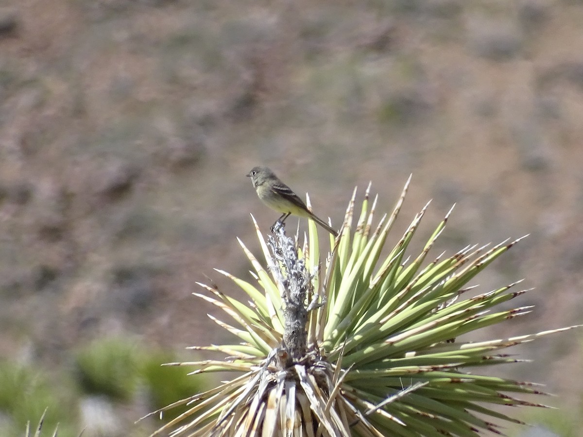 Dusky Flycatcher - Rosie Howard