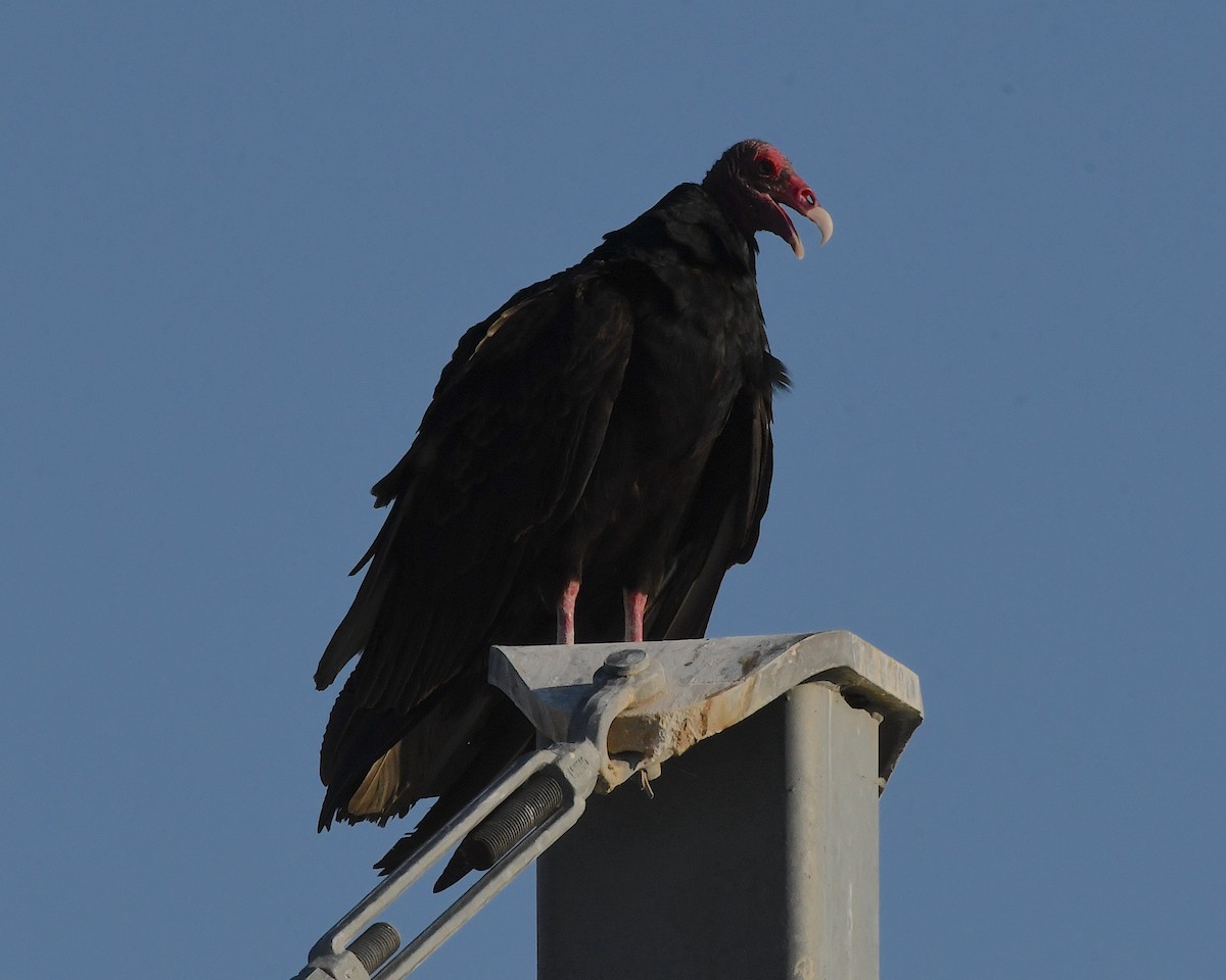 Urubu à tête rouge - ML564266221