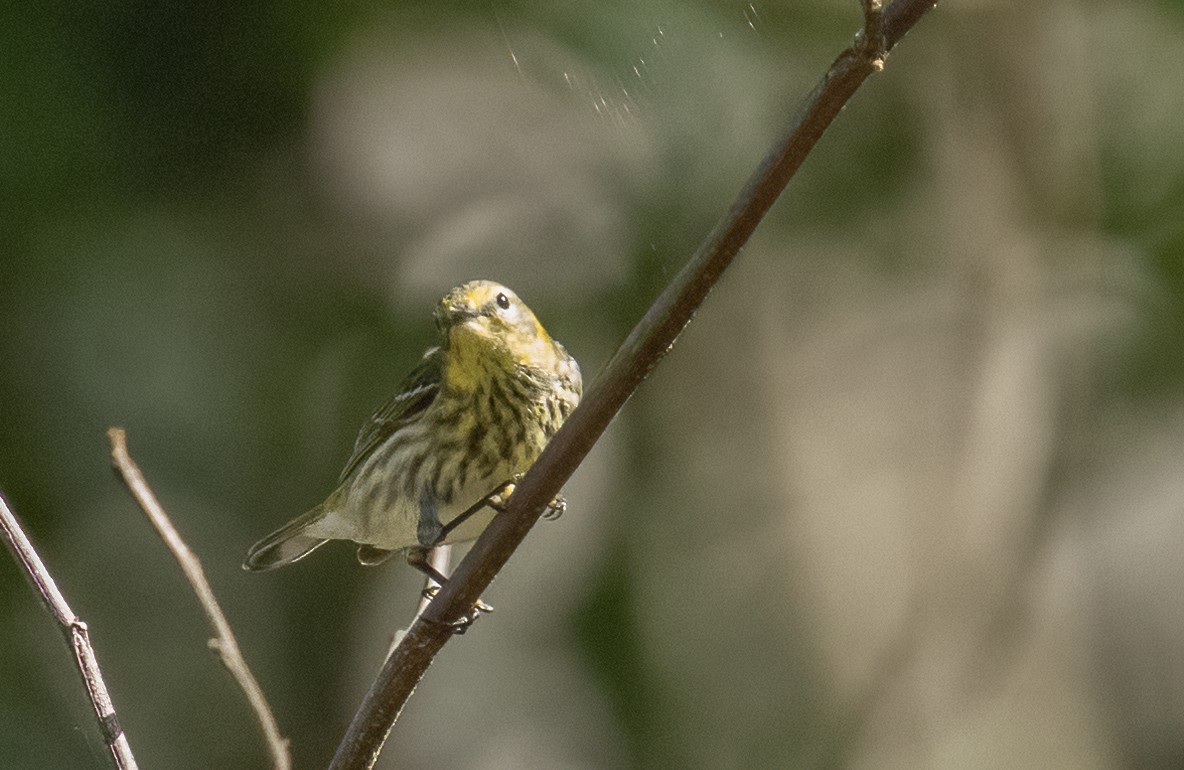 Cape May Warbler - ML564266771