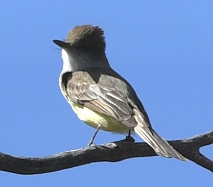 Brown-crested Flycatcher - Jack McClunn